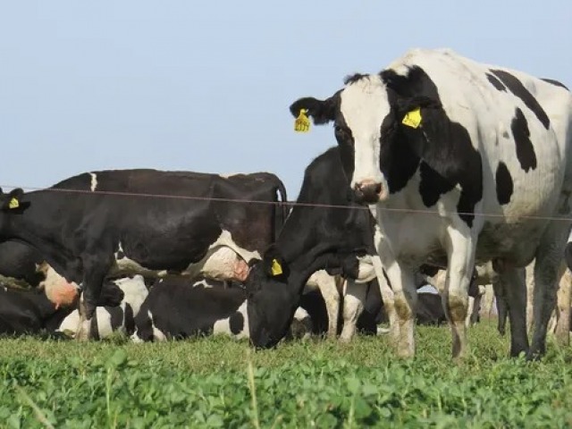En Olavarra se producen 29 mil litros diarios de leche